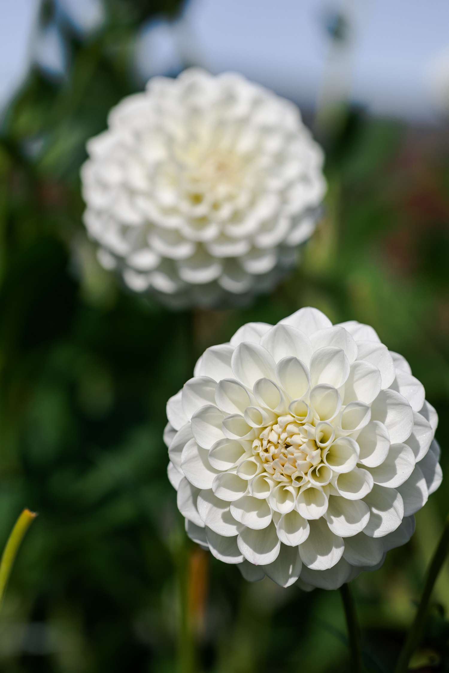 Dahlie 'Boom Boom White'